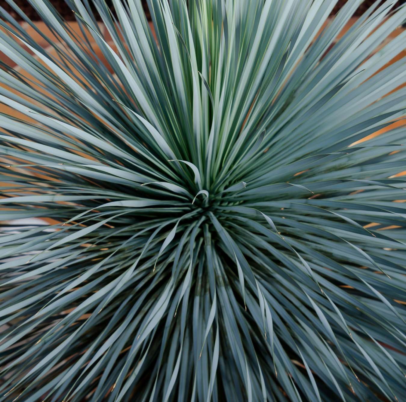 Beaked Yucca