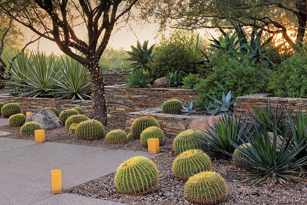cactus garden with a tree with lights