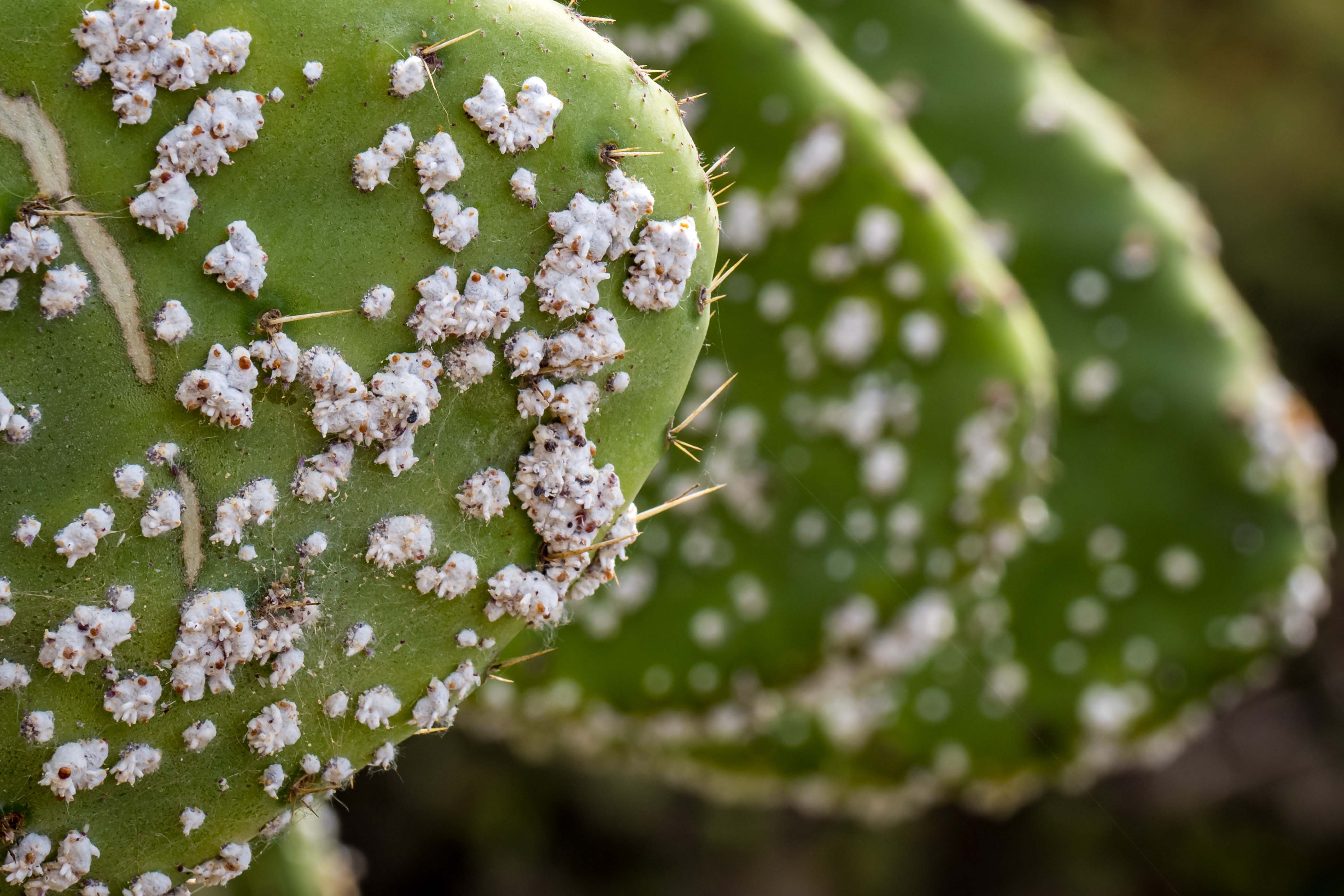 How to Tackle Common Cactus Pests | Ponderosa Cactus