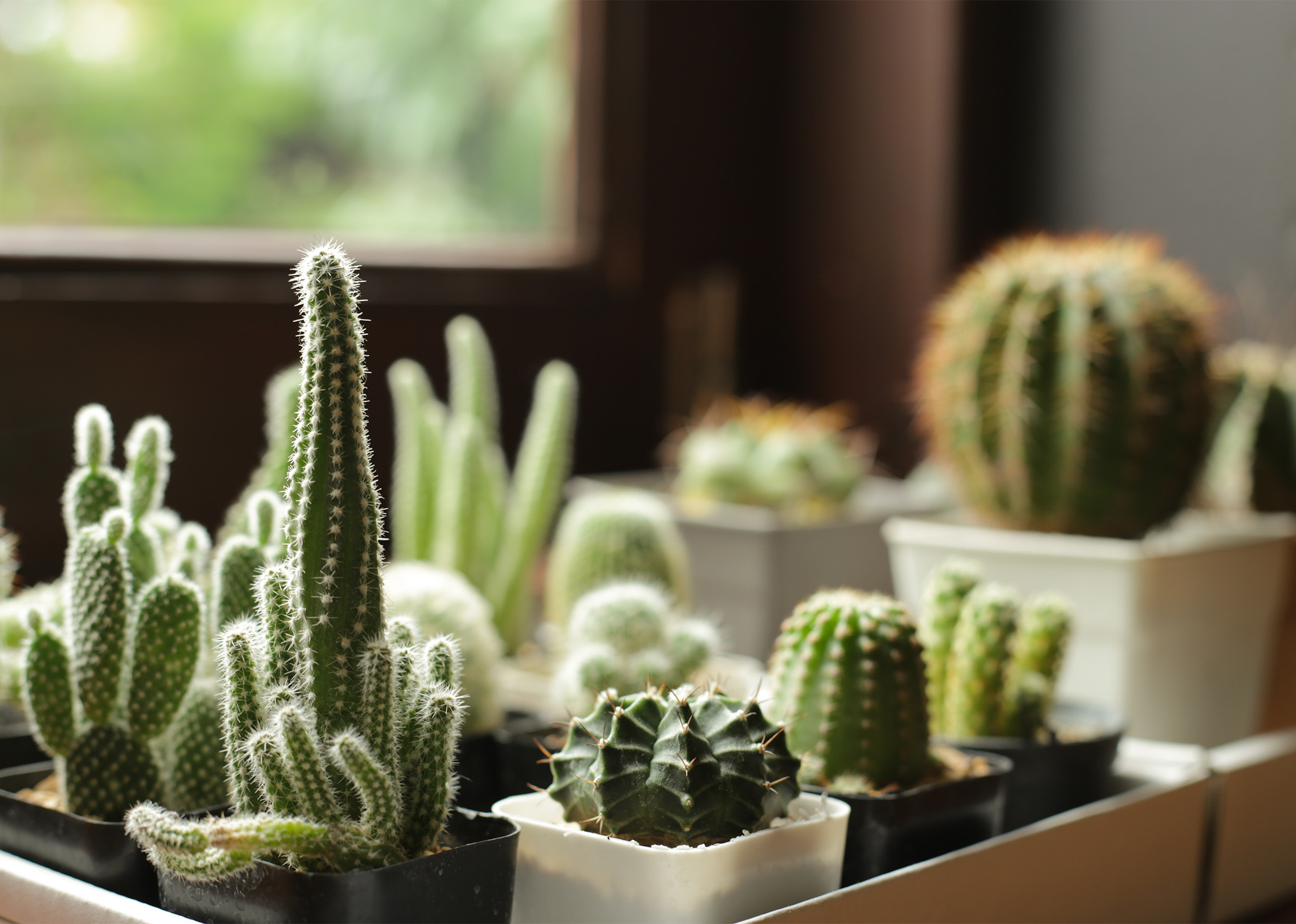 natural air purifier cacti benefits