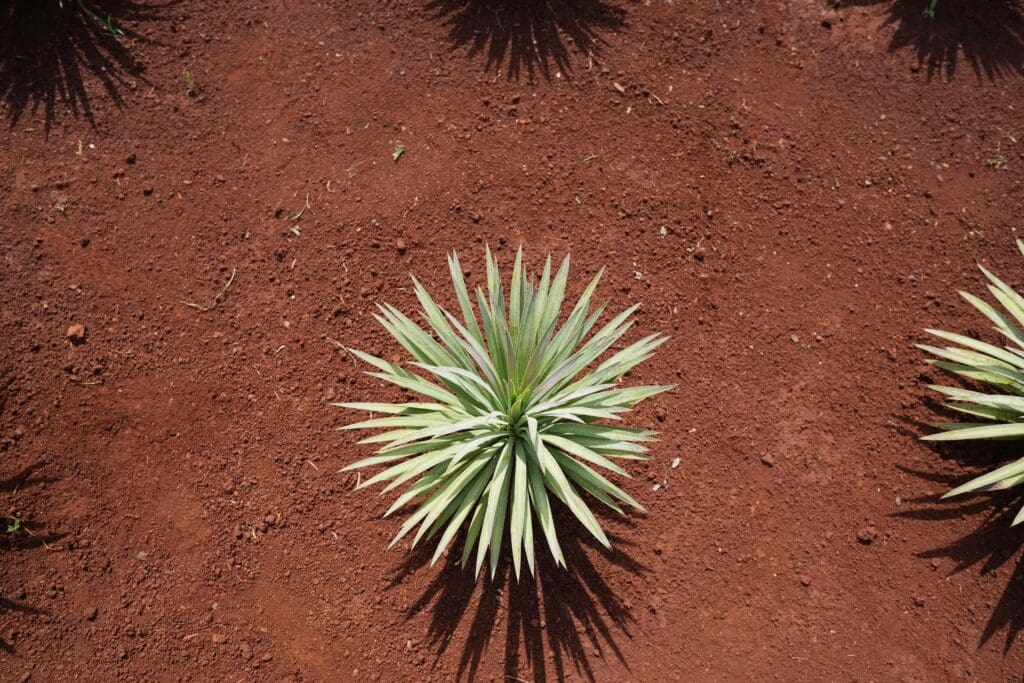 Top Cacti & Succulent Soil Choices | Ponderosa Cactus
