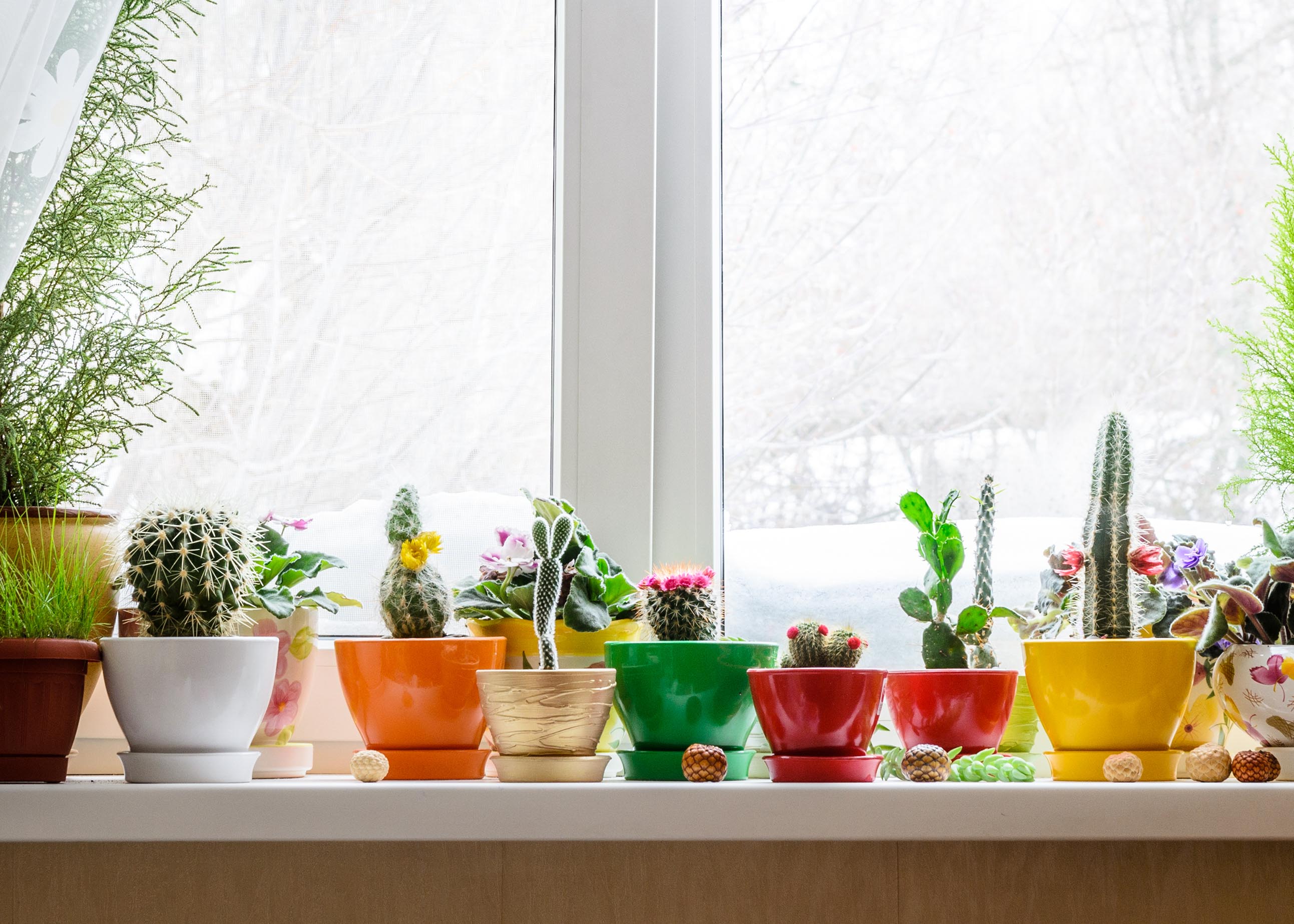 How Free Virtual Consultations with Tucson’s Nursery Pros Can Transform Your Yard