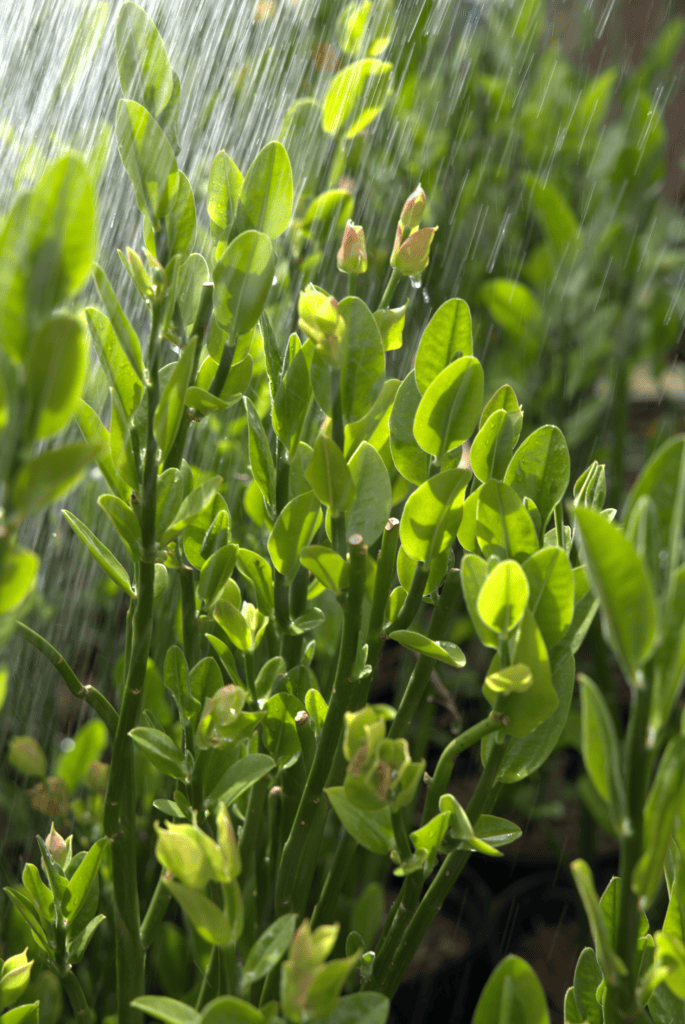 Planting Cactus During Monsoon Season: What Tucson Gardeners Should Know