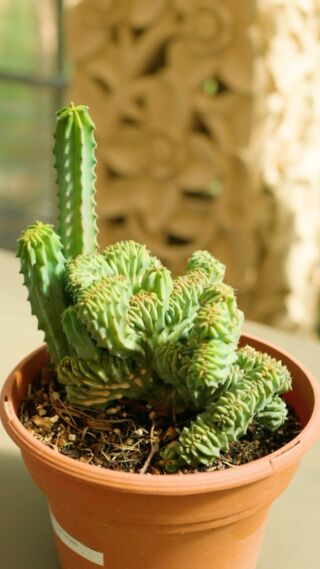 This remarkable cactus variety is a true showstopper in any succulent collection. With its distinctive crest formation, the Myrtillocactus geometrizans crested adds an enchanting touch to your indoor or outdoor garden space. 

Originating from the standard Myrtillocactus geometrizans, known for its highly branched columnar candelabra-like structure, this crested version brings a whole new level of elegance and intrigue. Unlike its traditional counterpart, the crested form showcases a fascinating undulating pattern that is simply mesmerizing to behold.

But the beauty of this cactus doesn’t stop there. During the blooming season in March, delicate greenish-white flowers adorn its stems, adding a splash of color to its already captivating appearance. And let’s not forget about its fruit – small, dark red, and oblong, these fruits are not only visually appealing but also deliciously sweet and edible.

Caring for your Myrtillocactus geometrizans crested is a breeze. This resilient plant thrives in full sun and welcomes moderate watering. However, it’s important to protect it from temperatures below -0°C, as it is semi-hardy. During the winter months, limit watering to prevent the stems from shriveling.

Propagation is also relatively straightforward, with cuttings taking root best in hot weather. Just be sure to keep the cuttings dry to encourage successful rooting.

Whether displayed on its own or as part of a succulent arrangement, the Myrtillocactus geometrizans crested is sure to be a standout feature in your garden. So why not add a touch of uniqueness and elegance to your space with this remarkable cactus? 🌞🌿 #CactusLove #UniquePlants #crestedcactus