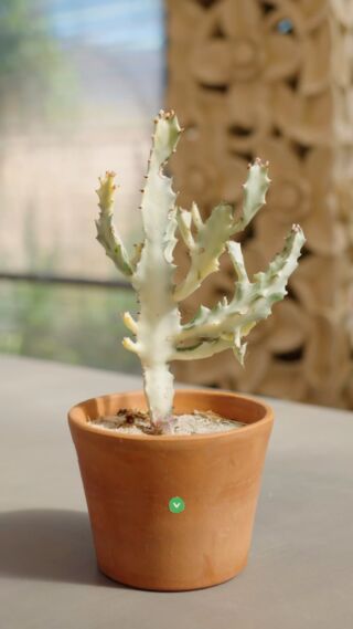 🌵 Dive into the mesmerizing world of succulents with the White Ghost Euphorbia – here's why it's a standout choice: 

🔹Stunning Appearance: The White Ghost Euphorbia captivates with its ethereal beauty, boasting a pale, ghostly hue and intricate geometric structure. Its striking presence adds an enchanting touch to any succulent collection, becoming an instant focal point.

🔹Effortless Maintenance: Thriving in arid conditions, this resilient plant is a low-maintenance gem. It requires minimal watering and attention, making it perfect for busy individuals or those new to succulent care. Simply provide ample sunlight and occasional watering, and watch it flourish.

🔹Adaptable to Various Environments: Hailing from South Africa, the White Ghost Euphorbia is no stranger to harsh climates. Its adaptability makes it suitable for a range of environments, whether indoors on a sunny windowsill or outdoors in a dry garden bed. Its versatility ensures it can thrive wherever you choose to place it.

🔹 Architectural form: With its architectural form and contemporary appeal, this succulent brings a modern edge to your space. Its structural silhouette and clean lines make it a standout choice for minimalist and modern decor styles, adding a sleek touch to any room.

Embrace the allure of succulents with the White Ghost Euphorbia – a plant that effortlessly combines beauty with resilience. Elevate your space with its captivating presence and revel in the joy of nurturing such a remarkable botanical treasure. 🌿 #WhiteGhostEuphorbia #SucculentLove #botanicalbeauty