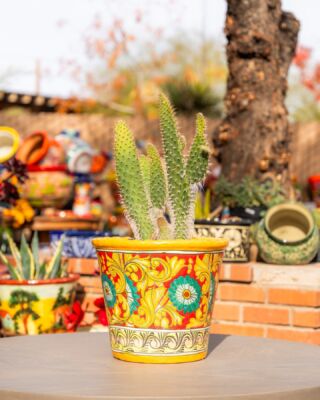 🌵 Bask in the desert sun's embrace with our exquisite Ponderosa Cacti, where each plant becomes a sun-kissed masterpiece. Elevate your space with the allure of arid beauty. #DesertSunEmbrace #PonderosaCacti