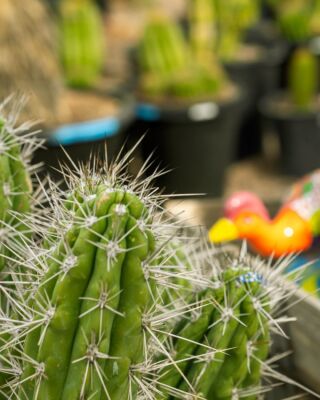 🌵 Discover the allure of cactus beauty in our botanical haven. With their diverse shapes and striking features, cacti stand as resilient symbols of nature's artistry. Embrace their low-maintenance charm and let them bring a touch of desert elegance into your space. 🌵 #CactusBeauty #BotanicalHaven #NatureArtistry #DesertElegance #LowMaintenancePlants