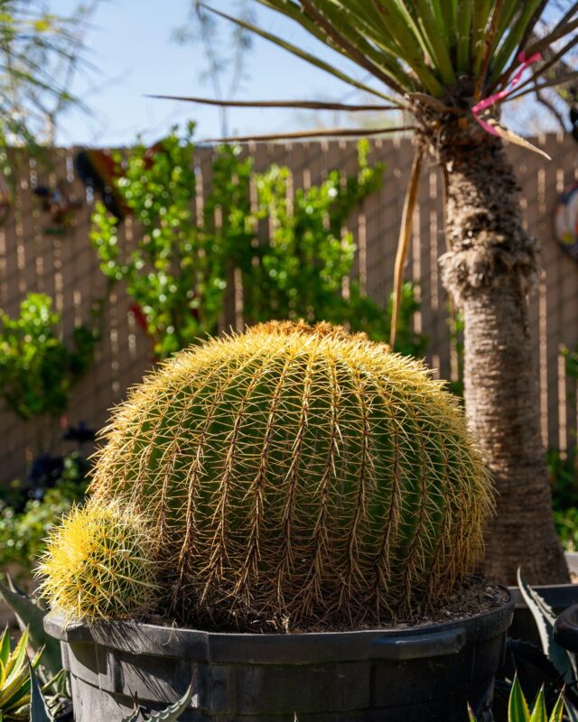 🌱 Embrace the magic of growth and renewal as you tend to your cacti garden. Whether you're propagating cuttings, repotting plants, or simply basking in the beauty of new blooms, let's celebrate the cycles of life that unfold in our green spaces. Here's to nurturing growth, both within ourselves and in the world around us. #GrowthAndRenewal #CactusGarden #BotanicalMagic