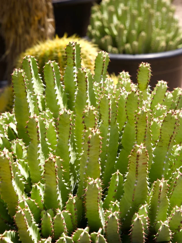 Moroccan Mounds are proof that low-maintenance plants can still make a statement. Their soft, rounded shape and drought-tolerant nature make them a beautiful fit for Tucson landscapes. Stop by Ponderosa Cactus and find the perfect one for your space. 🌵
#ponderosacactus #tucsonplants