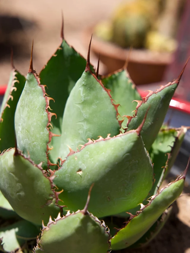 The Cowhorn Agave stands out with its beautifully sculpted leaves and unique, ruffled edges that make it a true desert gem. 🏜️ Its drought-tolerant nature and easy care make it a favorite for homeowners. Visit Ponderosa Cactus to add one to your collection! 💚
#ponderosacactus #tucsonplants