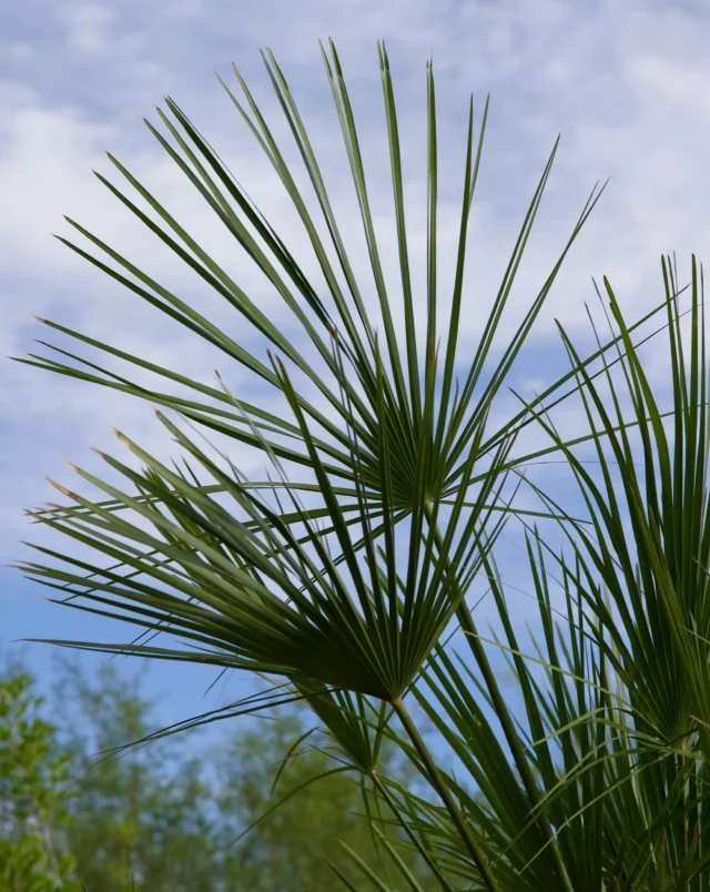 Some plants make a statement without trying too hard, and the Mediterranean Fan Palm is one of them. Known for its impressive height and classic fan-shaped fronds, it’s a beautiful choice for adding a timeless desert style to your landscape. Visit Ponderosa Cactus and see why it’s been a favorite in Tucson! 🌴
#ponderosacactus #tucsonplants