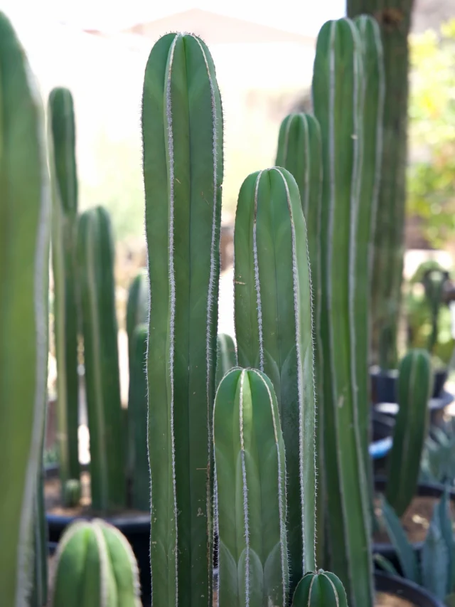 The Mexican Fence Post Cactus brings height and beauty to any landscape while soaking up Tucson ☀️ sun. With its tall, striking form and low-maintenance nature, this functional cactus adds a beautiful touch to our unique Arizona spaces.
spaces.
#ponderosacactus #tucsonplants