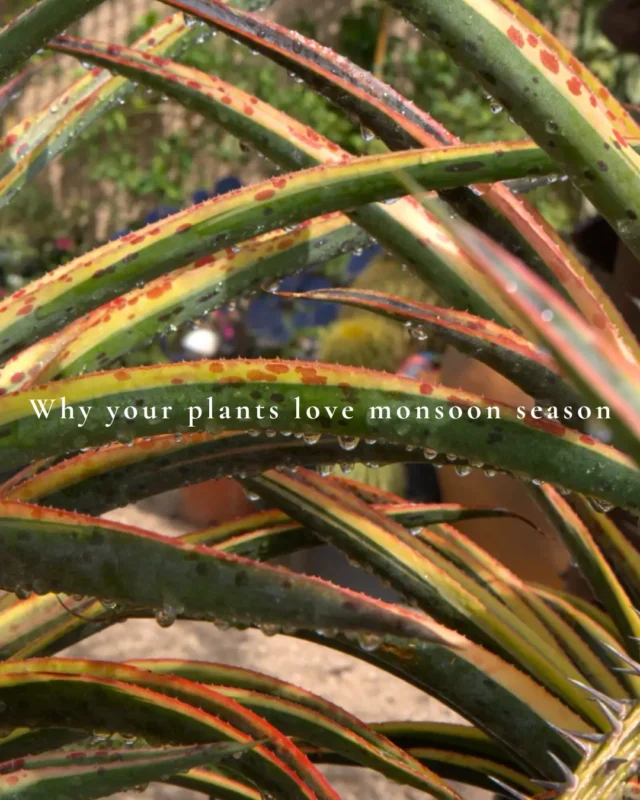 Monsoon season is one of our favorite times of the year 🌧️Arizona’s summer rains give desert plants a fresh drink, help refresh the soil, and provide the natural boost they’ve adapted to thrive on for generations. We love seeing our plants soak it all in! 🌵
#ponderosacactus #tucsonplants