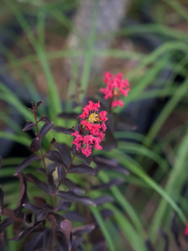 The Center Stage® Pink Crapemyrtle is colorful with its dark foliage that makes the perfect backdrop for its vibrant red blooms. It brings a unique contrast to any Tucson landscape all season long! 🌺
#ponderosacactus #tucsonplants