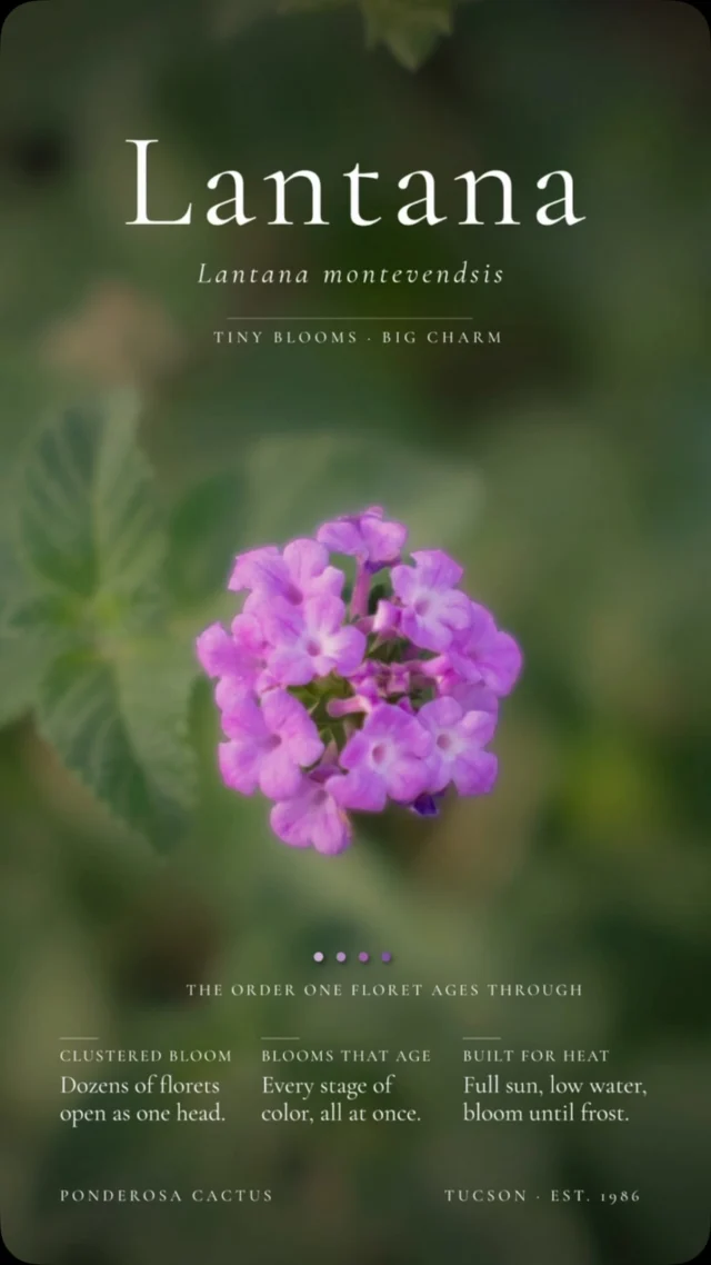 The Purple 💜Trailing Lantana delivers months of colorful blooms and loves the Arizona heat. It’s reliable for adding beauty to any landscape and perfect for our Tucson summers!
#ponderosacactus #tucsonplants