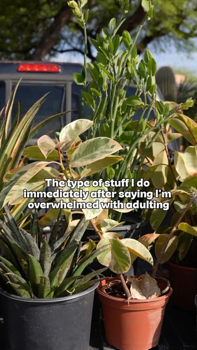 One more plant won’t hurt… right?😂
#ponderosacactus #tucsonplants