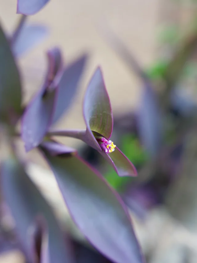 The Purple Heart Plant brings a bold pop of color that stands out beautifully in Tucson. It loves the warm sun and adds a vibrant touch of color to your outdoor space, even through the desert heat. 💜🌿
#ponderosacactus #tucsonplants