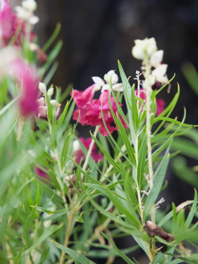 The Desert Willow is a perfect choice for adding beauty and shade to your landscape. With its graceful branches and seasonal blooms, it brings a natural desert charm while thriving in Tucson’s warm climate. Visit Ponderosa Cactus and find the perfect addition for your yard! ☀️
#ponderosacactus #tucsonplants