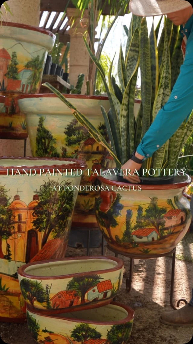 A great pot does more than hold a plant. Hand-painted Talavera pottery brings artistry, tradition, and color into the garden. With vibrant designs and timeless craftsmanship, these pieces create a beautiful contrast against Tucson’s desert landscapes. Find yours at Ponderosa Cactus! 🌵
#tucsonnursery #ponderosacactus