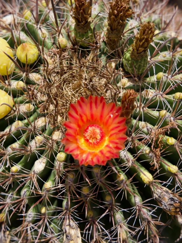 Say hello to the Fishhook Barrel! ☀️This stunning desert plant is made for Arizona summers, thriving in full sun and requiring little maintenance. When the flowers appear 🌼, they create a beautiful contrast against its classic desert look.
#ponderosacactus #tucsonplants