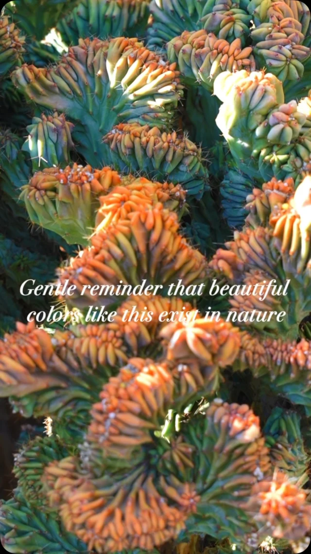 Tucson is full of incredible desert beauty, and our nursery is a reminder of just how colorful nature can be. Come visit Ponderosa Cactus and see it for yourself. 😍
#ponderosacactus #tucsonplants
