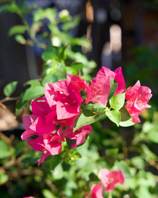 Every visit to Ponderosa Cactus brings something different. Browse colorful flowers, unique pots, and desert staples all in one place. Tucson, come see what catches your eye! 🌵
#ponderosacactus #tucsonplants