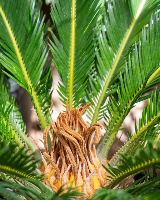 Some plants never go out of style. The Sago Palm adds structure, texture, and year-round beauty wherever it’s planted. Stop by and to see why it’s a customer favorite. 🌴
#ponderosacactus #tucsonplants