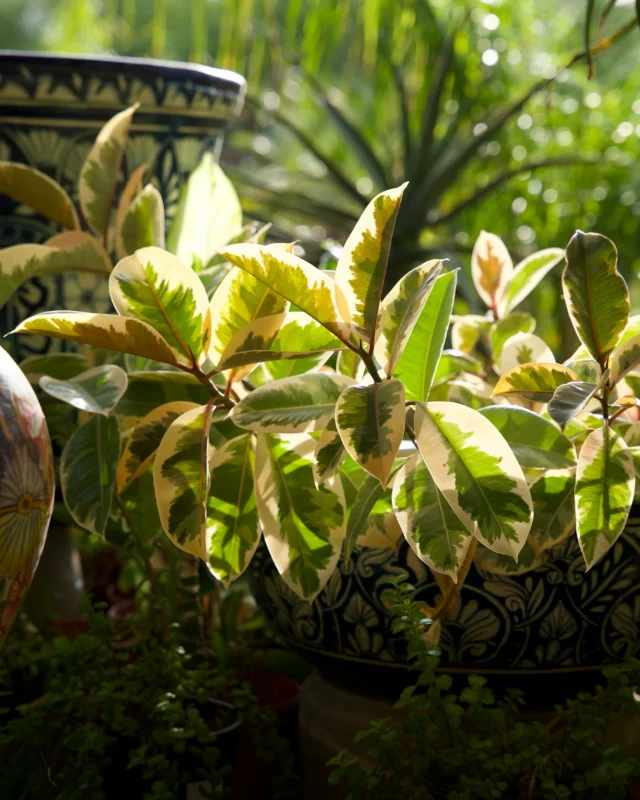 Green, vibrant, and beautifully speckled. The Variegated Rubber Tree is loved for its bold, patterned leaves and easygoing nature. It does best in bright, indirect light and likes to dry out a bit between waterings. Stop by Ponderosa Cactus to find one for your collection! 🌿
#ponderosacactus #tucsonplants