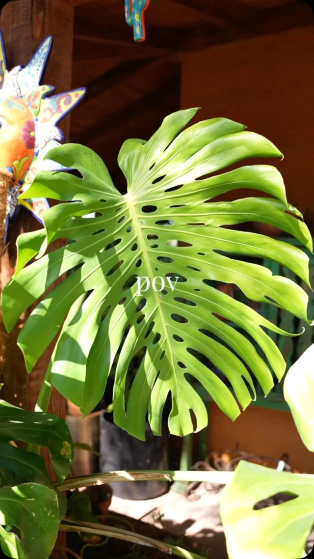 POV: A little sunshine, fresh air, and greenery can make all the difference. Come wander around Ponderosa and see what catches your eye. 🍃
#ponderosacactus #tucsonplants