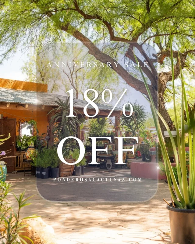 Eight years ago, we opened the doors to our Fort Lowell location, and what a journey it has been. 🌵💚

For the past eight years, you’ve trusted us with your gardens, your homes, your projects, and your love of plants. Every visit, every purchase, every recommendation to a friend, and every familiar face that walks through our gates has helped Ponderosa Cactus grow into what it is today.

So, we want to celebrate with YOU!

🌵 18% OFF all week long
📍 Fort Lowell location
💚 Code: ThankYouTucson

Come wander the nursery, find a new favorite cactus, add something beautiful to your landscape, or simply stop by and celebrate with us.

Eight years of plants, people, and community — and we’re so grateful you’ve been part of it. Here’s to many more. 💚🌵