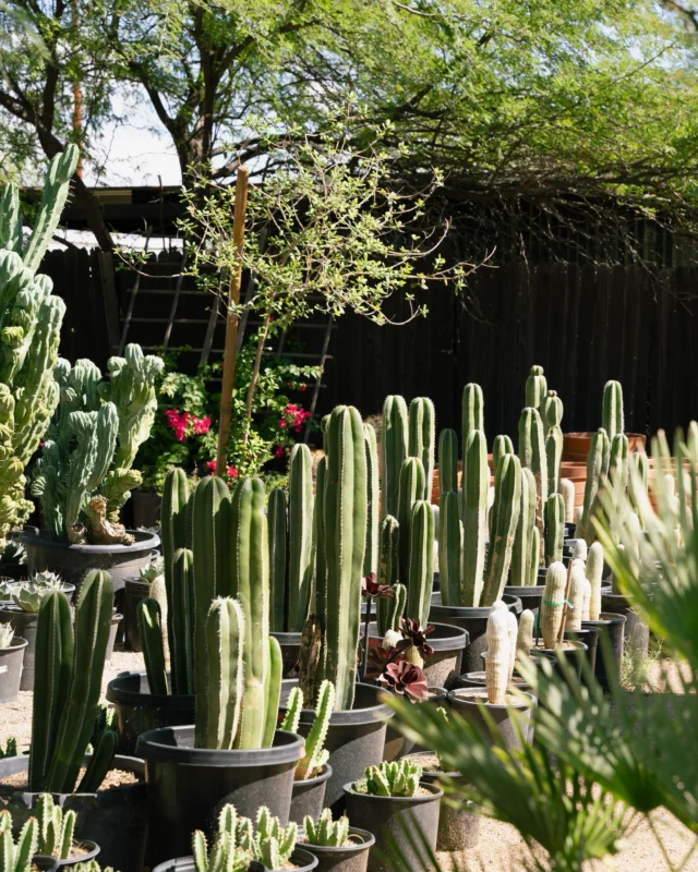 Desert plants come in all kinds of shapes and forms 🌵 From agaves to unique cactus varieties, these plants have adapted to thrive in Tucson’s heat. Which one would you add to your collection? ☀️
#ponderosacactus #tucsonplants