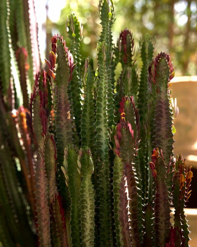 The Euphorbia Trigona Rubra brings a little extra color to your Tucson landscape. ❤️With its deep burgundy tones and unique branching shape, it adds a bold touch to any desert garden.
#ponderosacactus #tucsonplants
