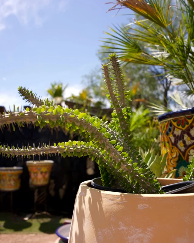 Meet the Madagascar Ocotillo ☀️ This unique succulent is built for warm, dry conditions. Its thick trunk stores water, while its branches give it that distinct, sculptural look. This is definitely a plant that stands out and is needed for your collection!
#ponderosacactus #tucsonplants