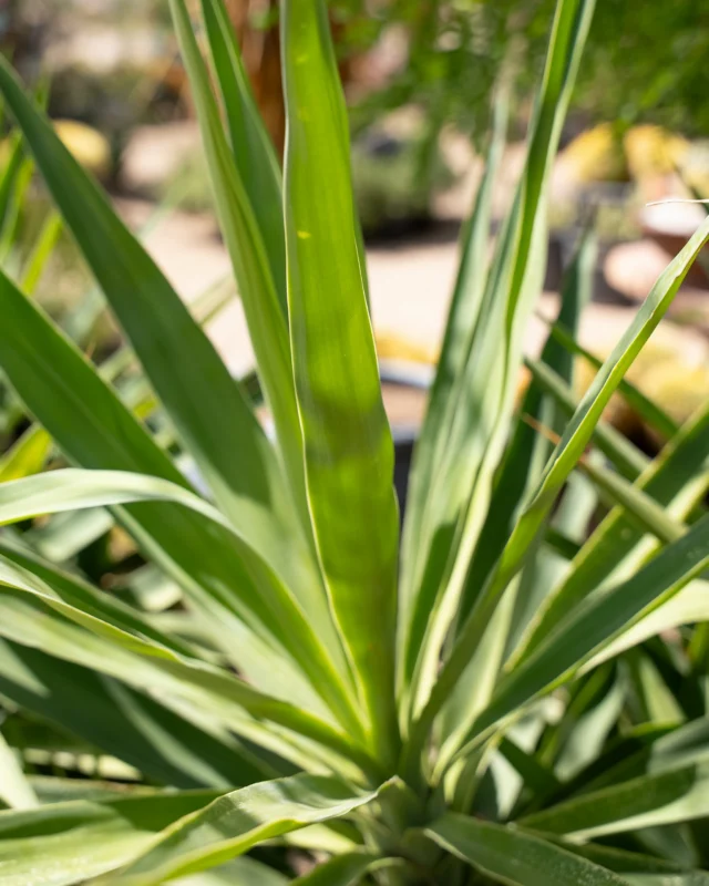 A classic desert plant for a reason. 🌵 Yucca gloriosa ‘Spanish Dagger’is known for its tall, pointed leaves and striking shape, making it a great choice for adding structure to your landscape. Stop by Ponderosa Cactus to get yours today!
#ponderosacactus #tucsonplants