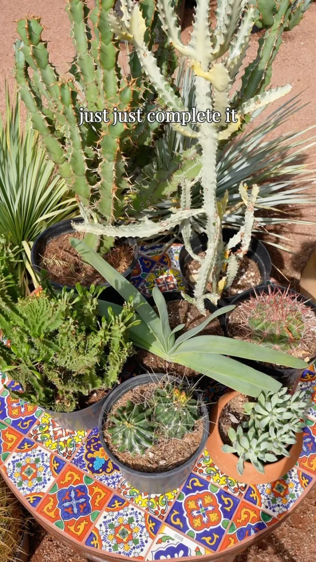You came in for one plant… and somehow ended up with the whole set. 🪴No judgment here, we get it! 😉
#ponderosacactus #tucsonplants
