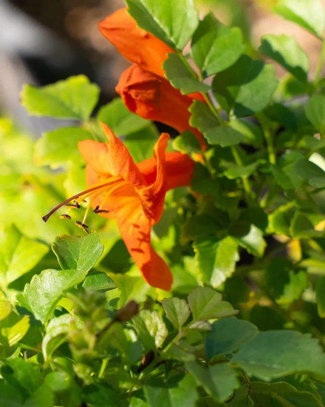 From colorful blooms to leafy favorites 🌸 Explore our variety of plants and find something new for your Tucson garden at Ponderosa Cactus.🌿
#tucsonnursery #tucson