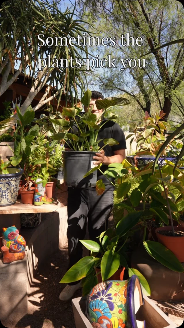 If the plant chooses you, you have to take it home! 🤷‍♀️ 
#ponderosacactus #tucsonplants