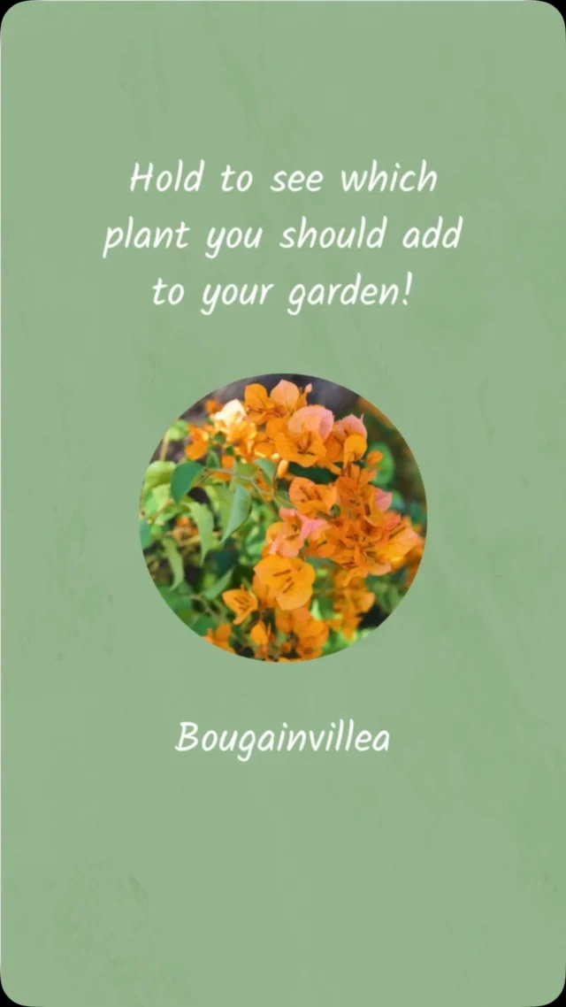 Let’s see what your garden is missing 🌱👀Which one did you get?
#ponderosacactus #tucsonplants