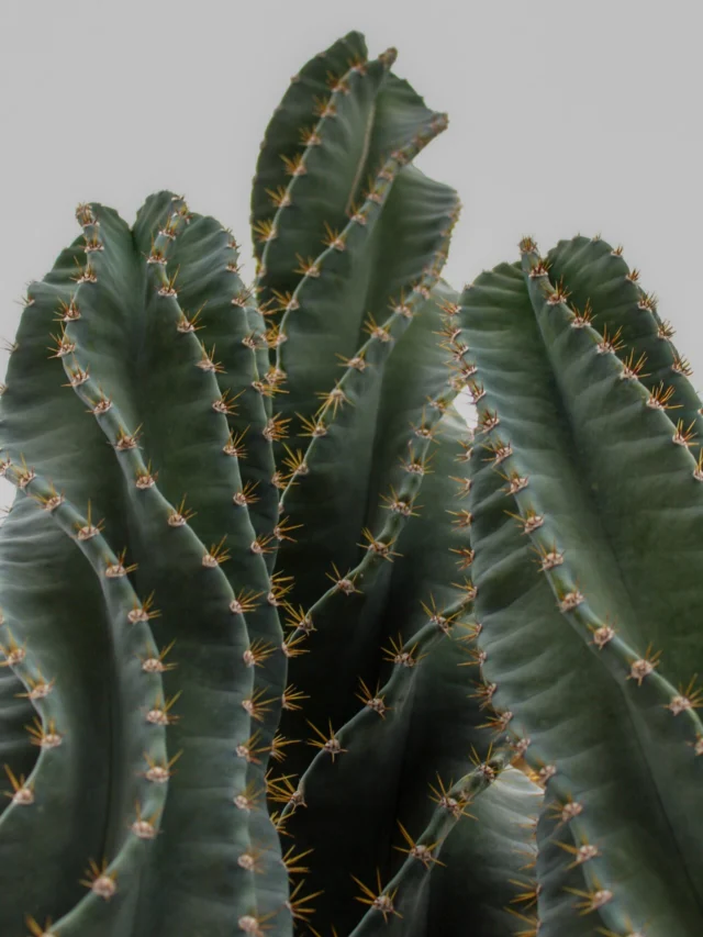 The details are the whole point. 🌵#ponderosacactus